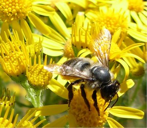 (Photo © Kim Goldberg)