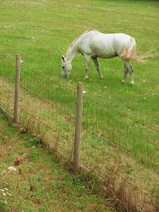 Photo © Kim Goldberg