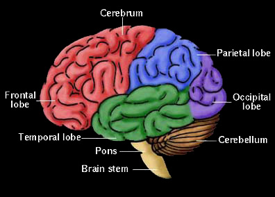 brain