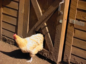 A short stay on a friend's farm convinced Lucy that she had to permanently move out of the city. (Photo © Kim Goldberg)