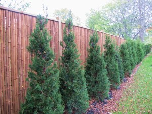 Lucy planted 85 trees and bushes on her lot to shield her home from future sources of wireless radiation.